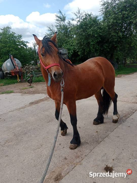 Ogier quatertinker 5 letni Bodziejowice
