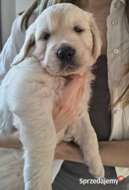 Szczenię Golden retriever Rusowo