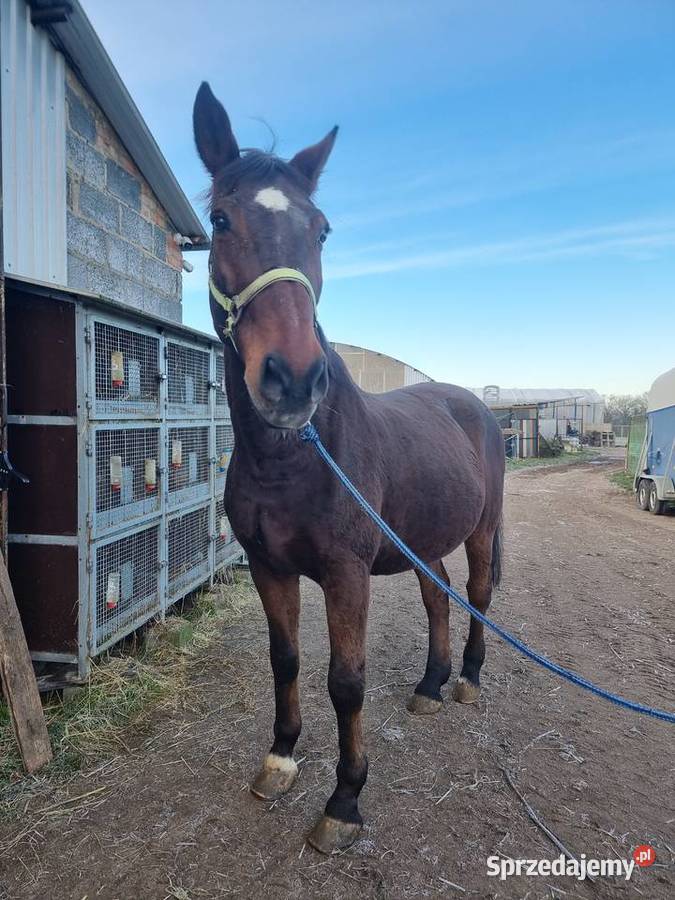 Sprzedam konia wałacha Gostyń sprzedam