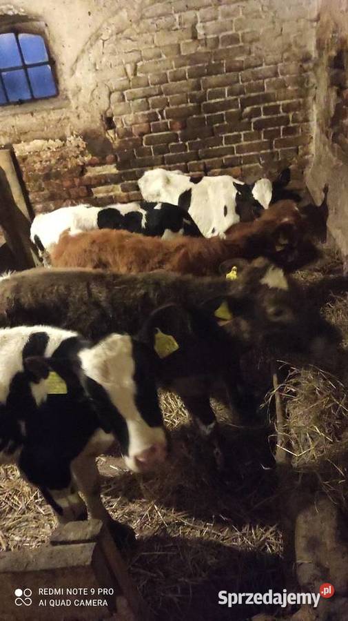 Sprzedam byczki i jałówki zarłaki Bydło warmińsko-mazurskie Wawrowice