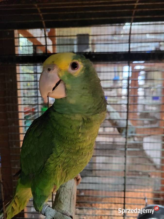 Amazonki Oratrix sprzedam