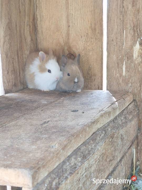 Kroliczki miniaturki Łask