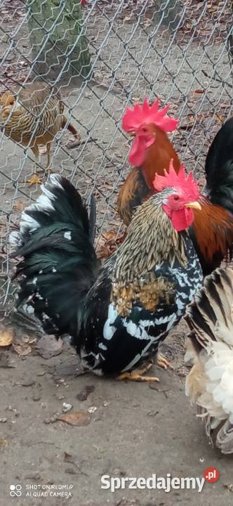 Do sprzedania kogutki miniaturki Tarzymiechy Trzecie