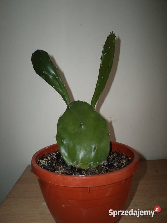 opuncja kwiat doniczkowy Warszawa