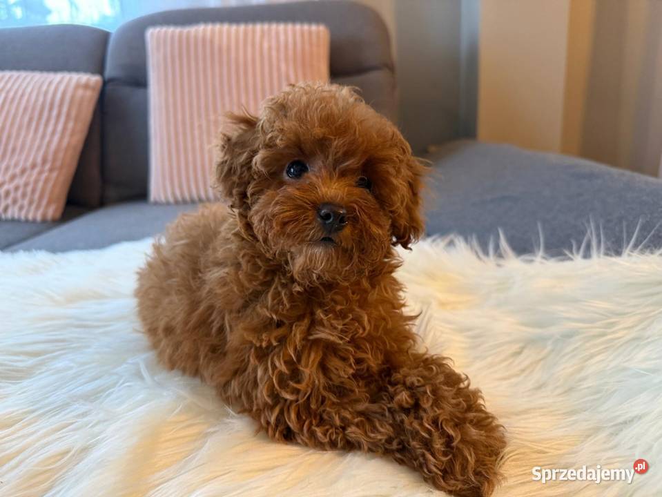Pudelek Toy Piesek mazowieckie Warszawa