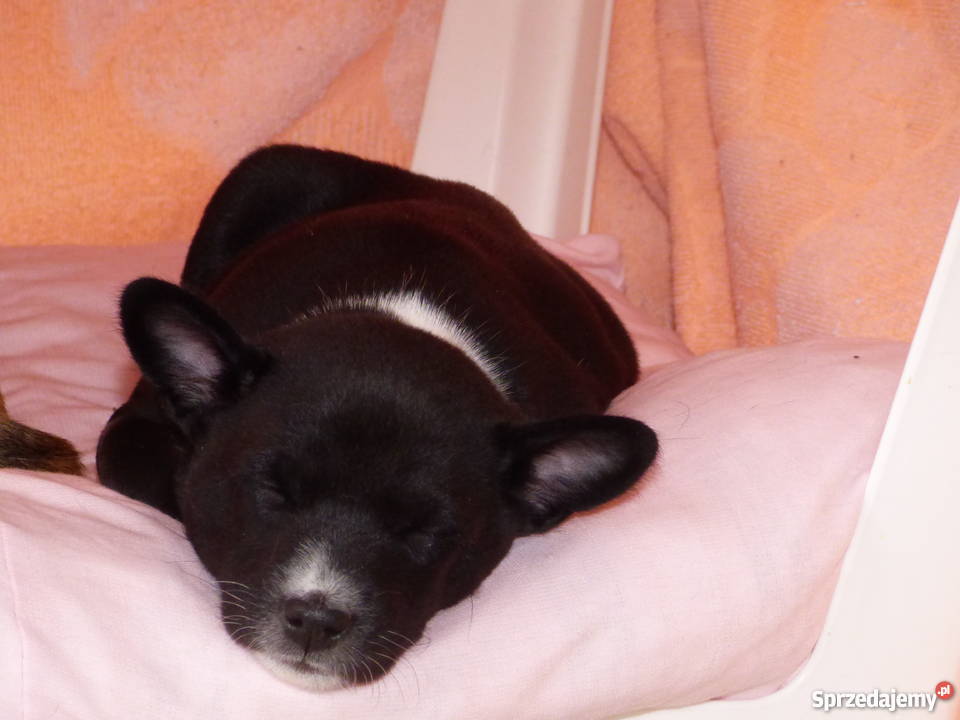 Basenji ukochany synuś mamuni TEDI Z GREMLINKOWA Pabianice