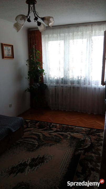 sprzedam mieszkanie Płońsk 455 m2 664374704 blok