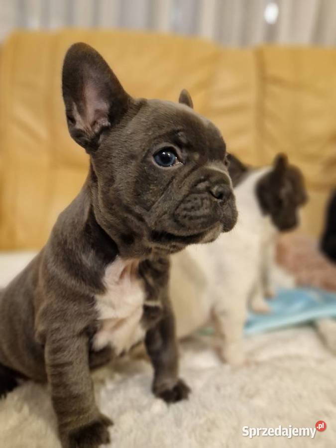 Szczenięta Buldog Francuski Blue dolnośląskie