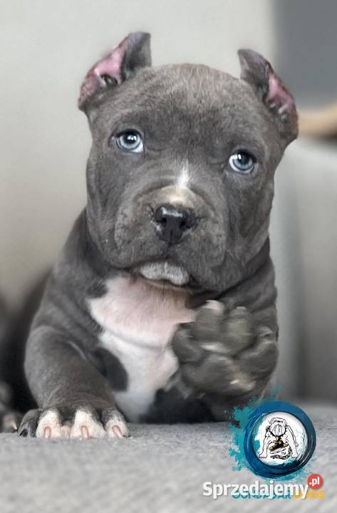 American Bully ABKC Koło