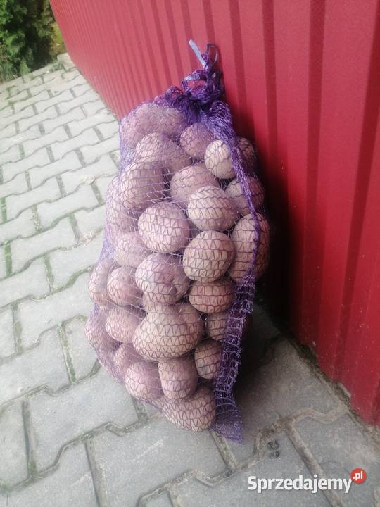 Ziemniaki jadalne czerwone Bellarosa