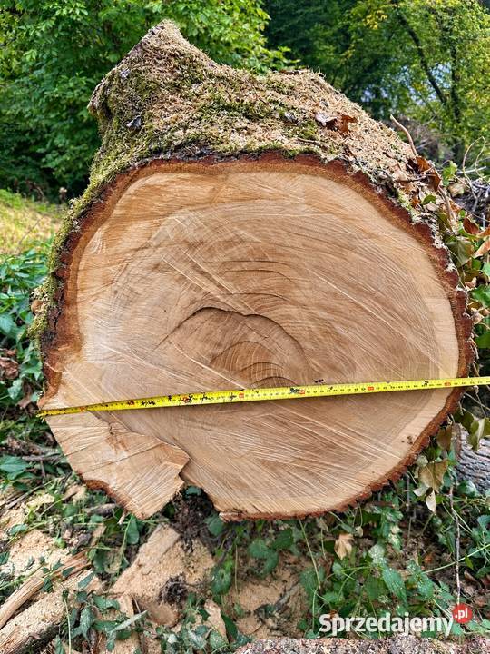 DUŻY DĄB 68m kłoda dębowa dłużyca odziomek na małopolskie