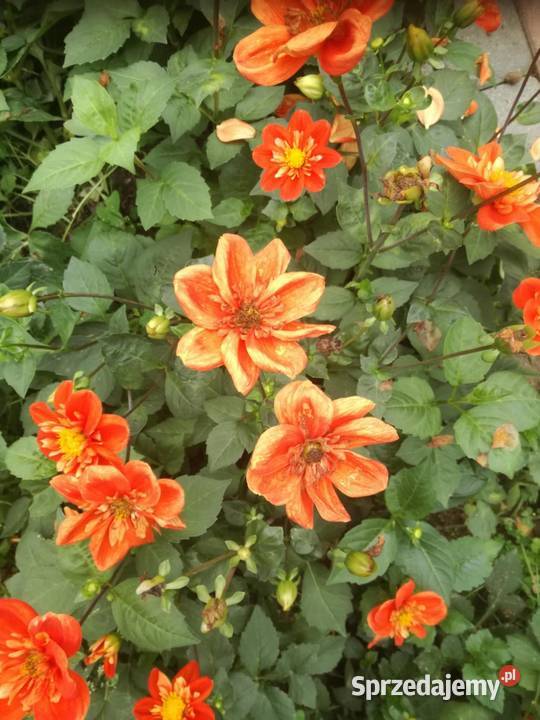 Kłącza Kanny i bulwy Dalii małopolskie Kraków sprzedam