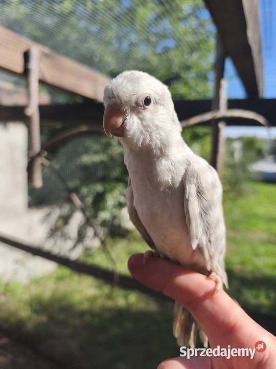 MŁODE MNICHY NIZINNE Ptaki Ptaki Stalowa Wola