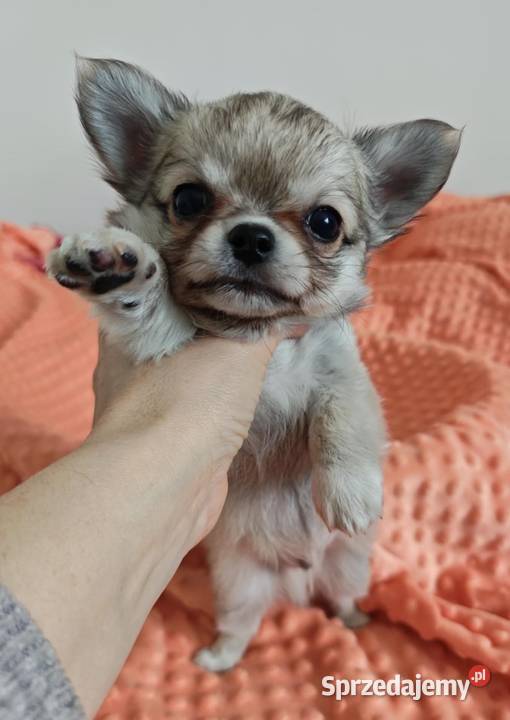 Chihuahua  pies mini po championie prawdziwy rodowód ZKwP FCI