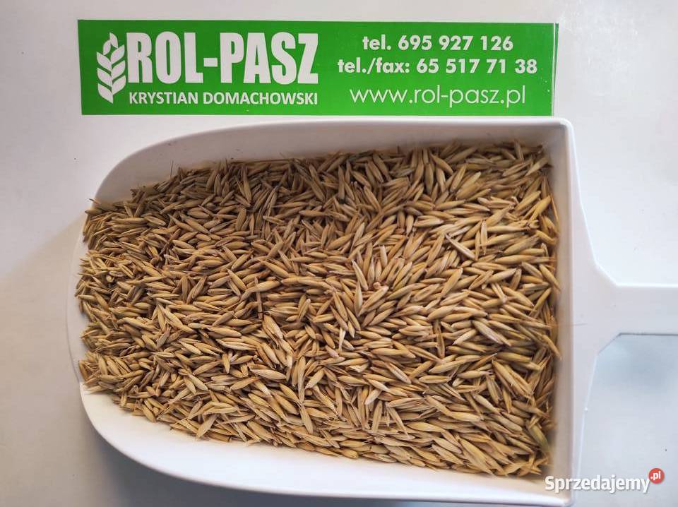 Owies paszowy koni królków kaczek karm pasza Rolnictwo Strzelce Wielkie