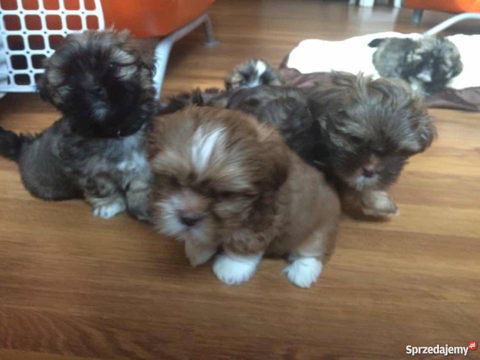 Lhasa Apso sprzedam Konin