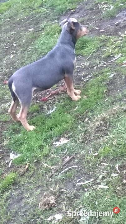 staffik niebieska suczka bez rodowodu Korczew