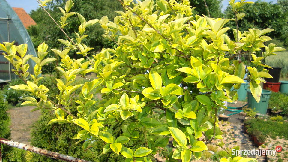 Trzmielina na pniu różne kolory i wysokości Sośnica