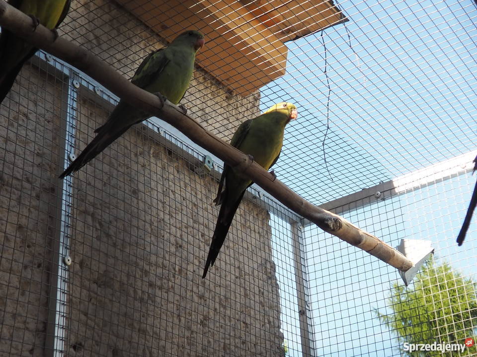 Papuga górska Pszów