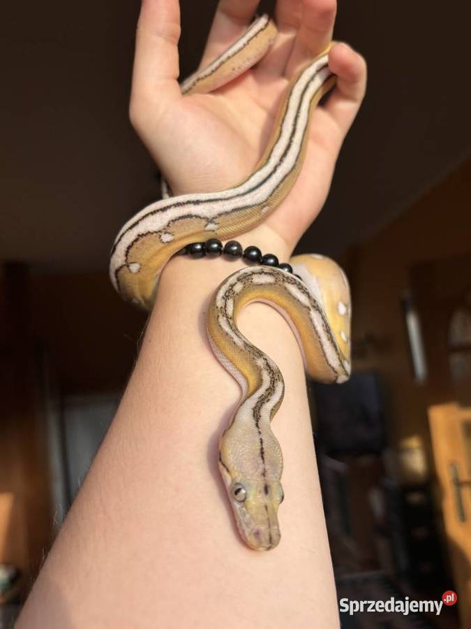 Pyton siatkowy super dwarf samiec zachodniopomorskie Kołobrzeg