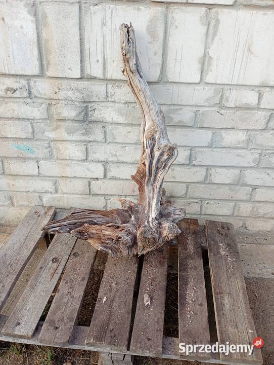 Korzeń ozdobny do ogrodu Połaniec