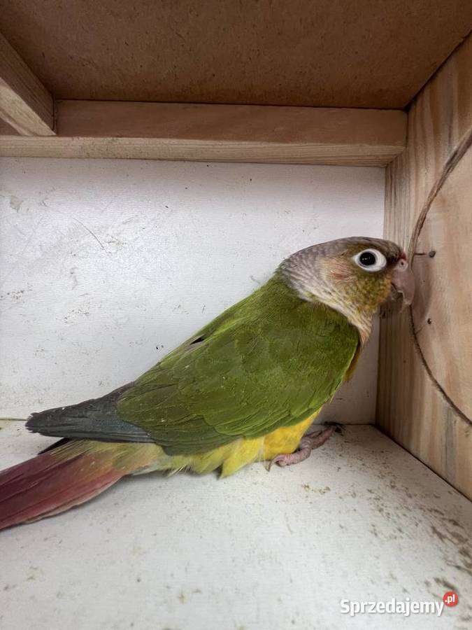 Sprzedam rudosterke Siepraw