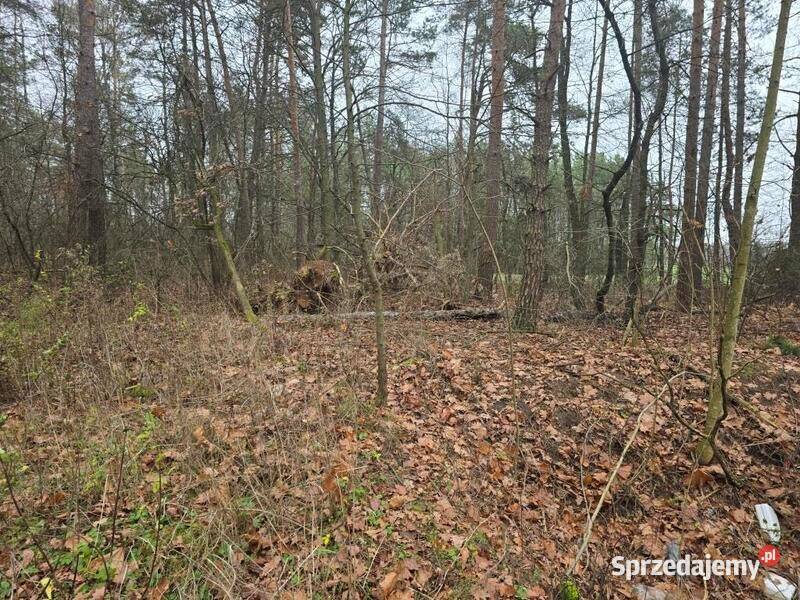 Sprzedaż nieruchomości leśnej Przywózki gm leśna mazowieckie