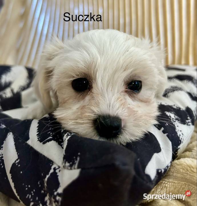 Maltańczyk suczki Łaziska