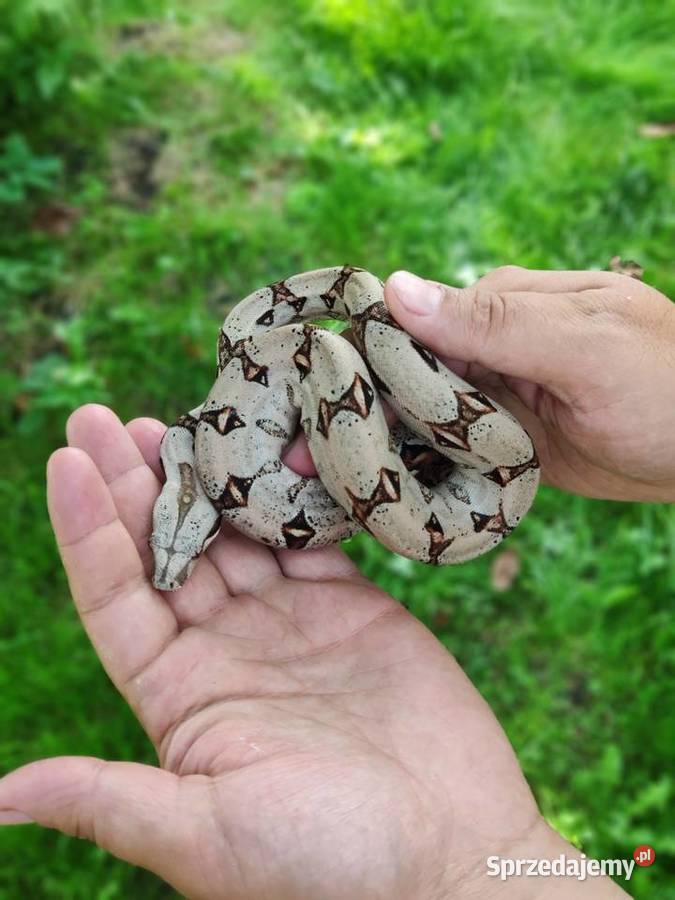 Boa constrictor imperator PASTEL poss het albino Gliwice sprzedam