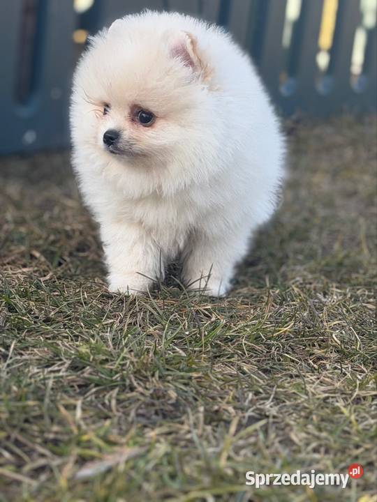 Szpic miniaturowy Pomeranian Gorzów Wielkopolski sprzedam