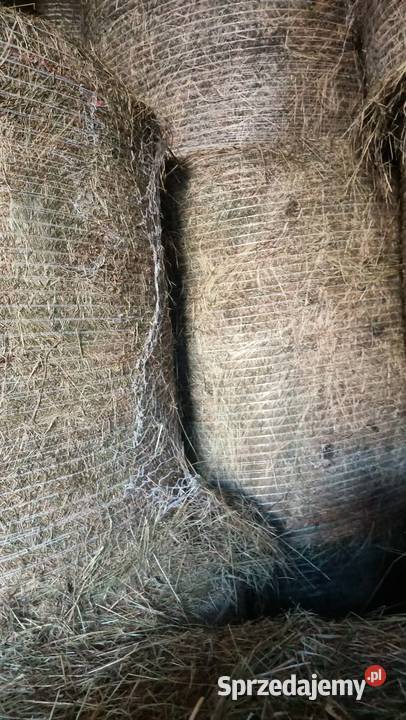 Sprzedam bele siana Pogranicze