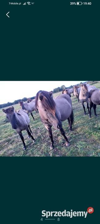 Ogier konik polski z licencją dolnośląskie