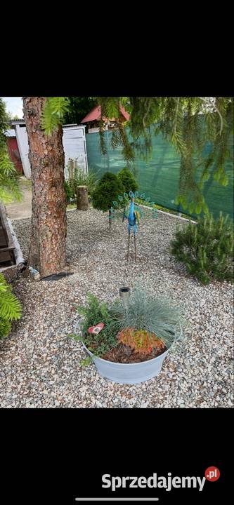 Sprzedam działkę rekreacyjną ROD WILCZE sprzedam