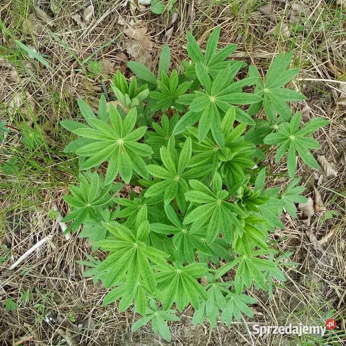 Łubinsadzonki 5 Gdynia