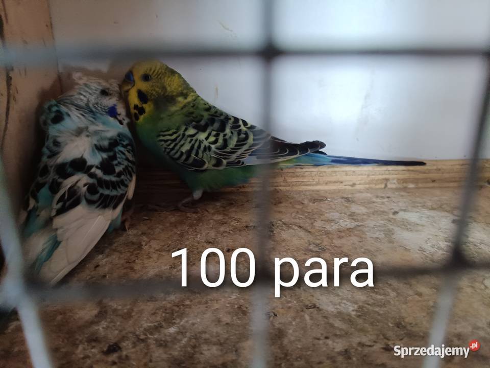 Papugi faliste teksasy tęczowe helikopter