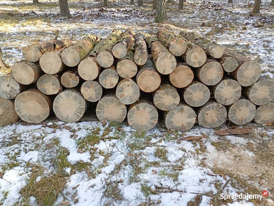 Sosna opałowa wałki Siekierki Małe sprzedam