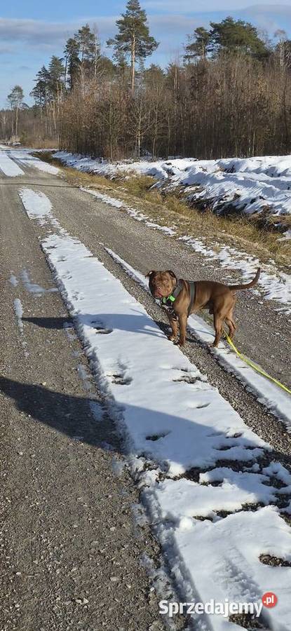 Krycie reproduktor rasy American Bully Standard podkarpackie Mielec usługa dla zwierząt