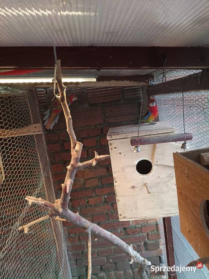 Rozella białolica para Lwówek sprzedam