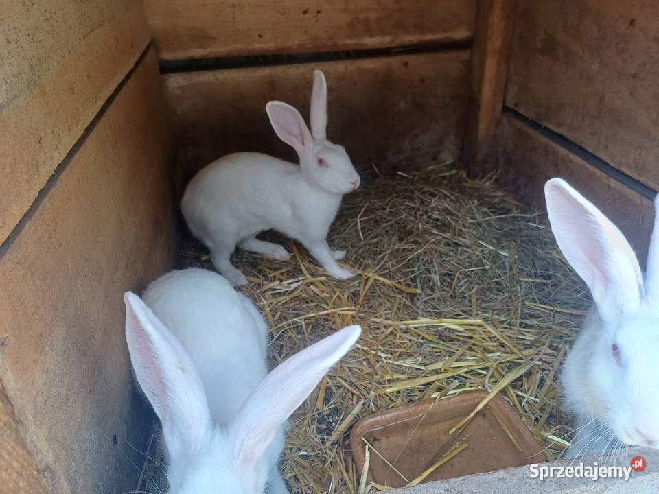 Zajęczaki Ranachów B sprzedam