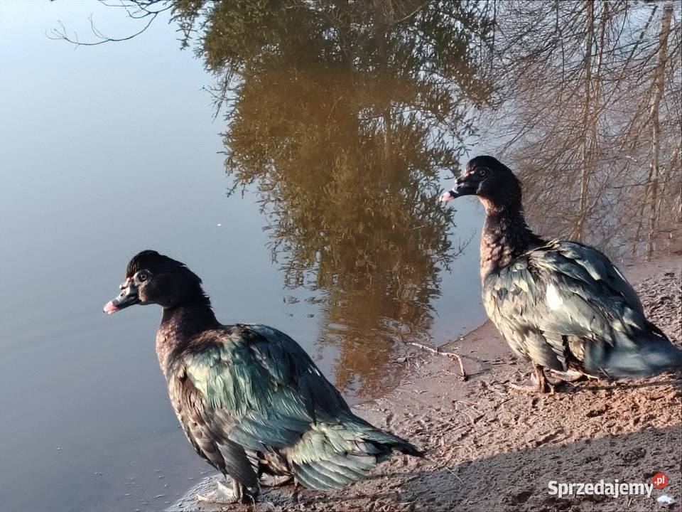 Sprzedam kaczora piżmowego w typKaczor piżmowy pomorskie Rytel