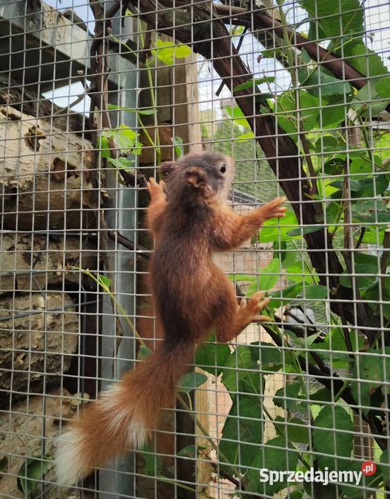 Japońskie wiewiorki Złotów