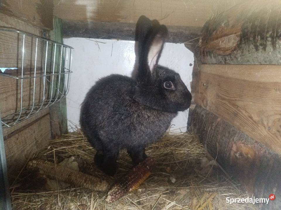 Krolice zakacane podkarpackie Bobrowa