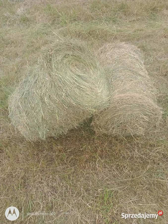 Sprzedam Siano Białogard