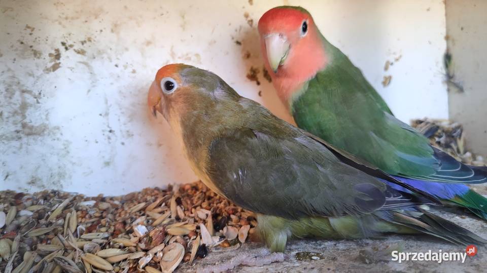 Papugi Rozelle gorskie baranandy Bełchatów sprzedam