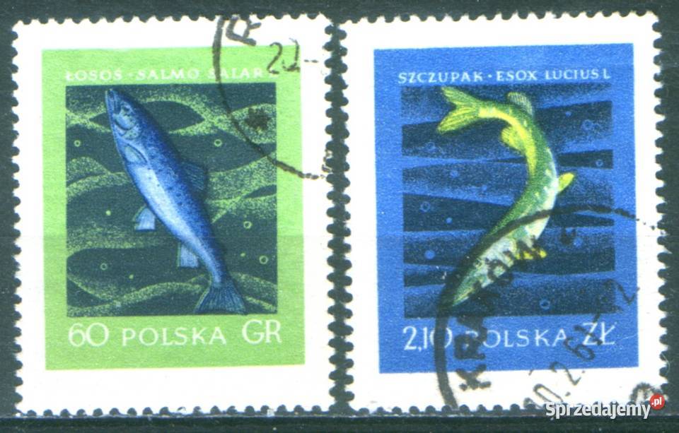 Zn Fi 907 8 kas 1958 Gliwice