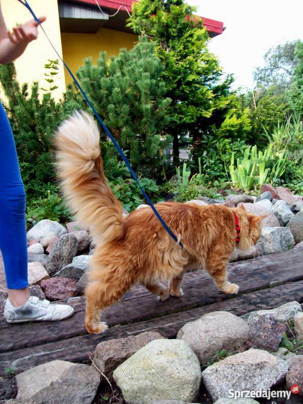 Kocięta Maine Coon mazowieckie