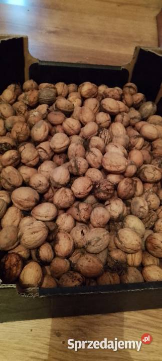 Orzechy włoskie świeżez tego roku świętokrzyskie Czarnocin