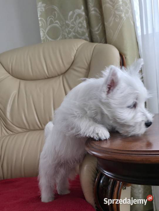 Piesek Championach West Highland white Terrier Chrośla