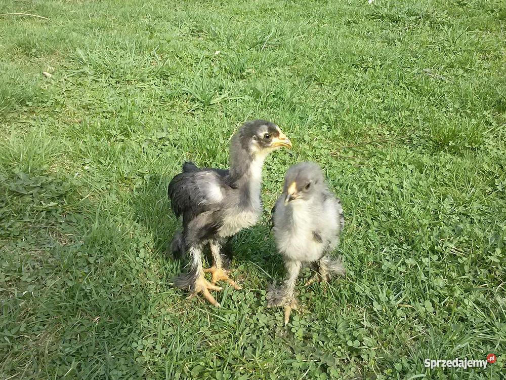 Białoczub holenderski mini kochin olbrzym Starachowice sprzedam