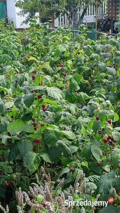 działka ogrodowa jeziorem Nysa Saperska 4 ary